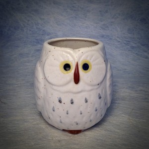 Thee tas uil/Tea cup owl.